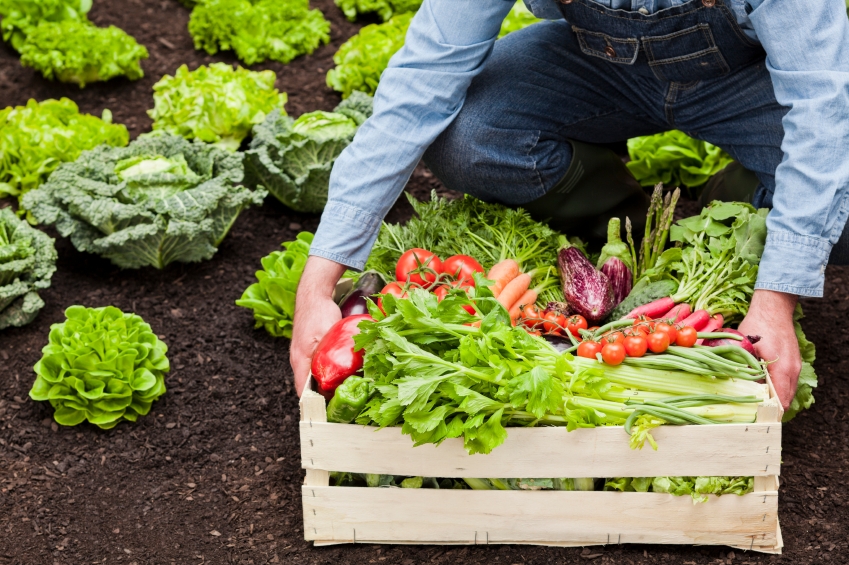 Organic_iStock_000019966097Small