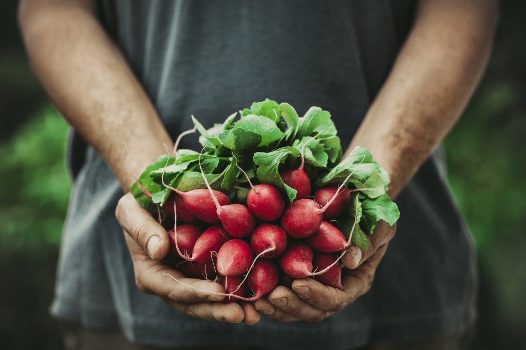 Organic vegetables. Farmers hands with freshly harvested vegetables. Horse radish