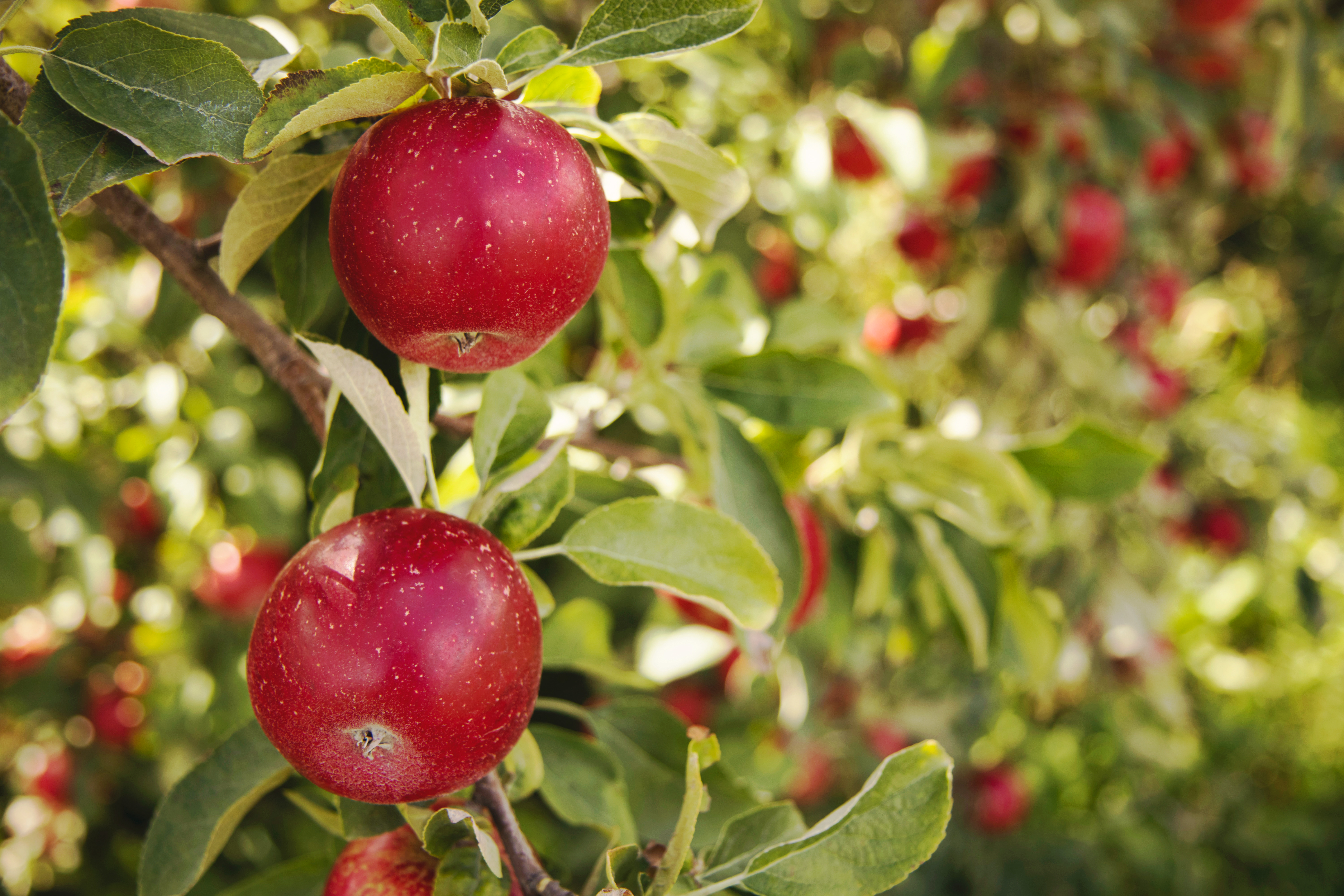 Pourquoi profiter de la saison des pommes?