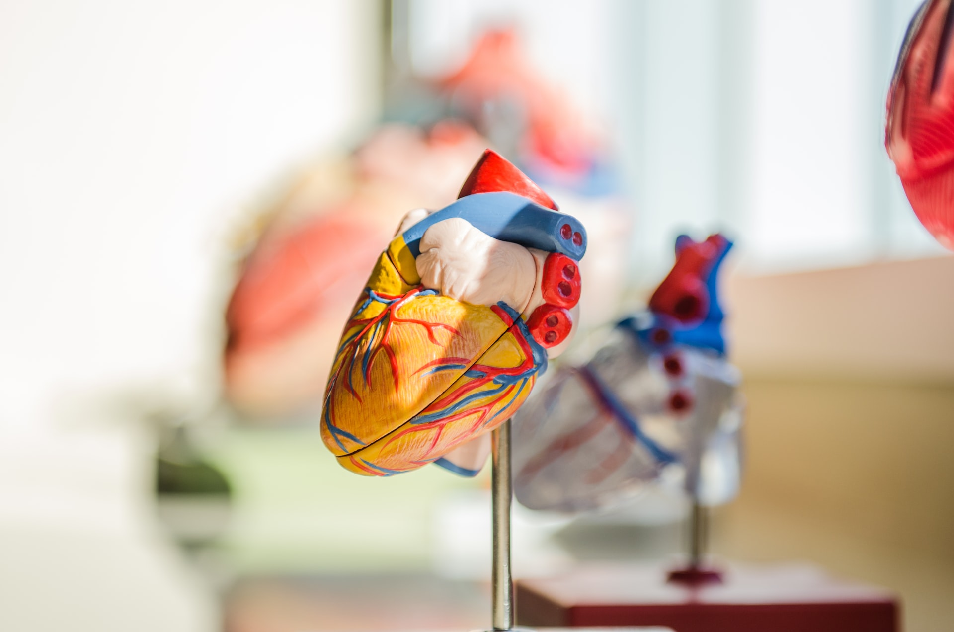 La diète DASH : ce traitement peu connu de l’hypertension artérielle