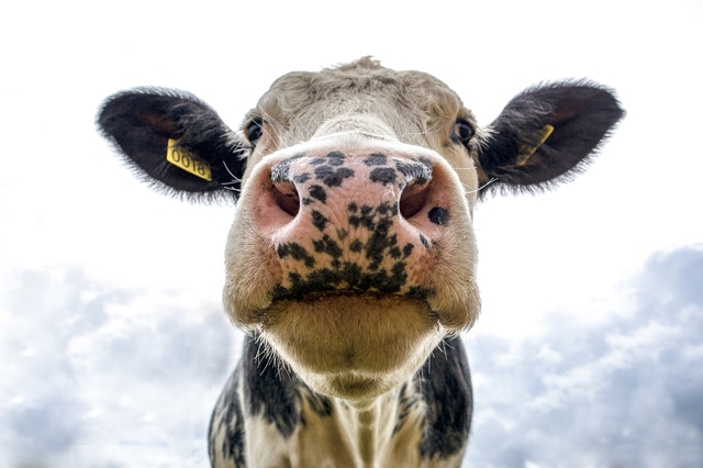 flexitarian-cow-meatless
