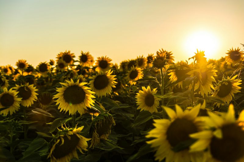 sunflower-seeds